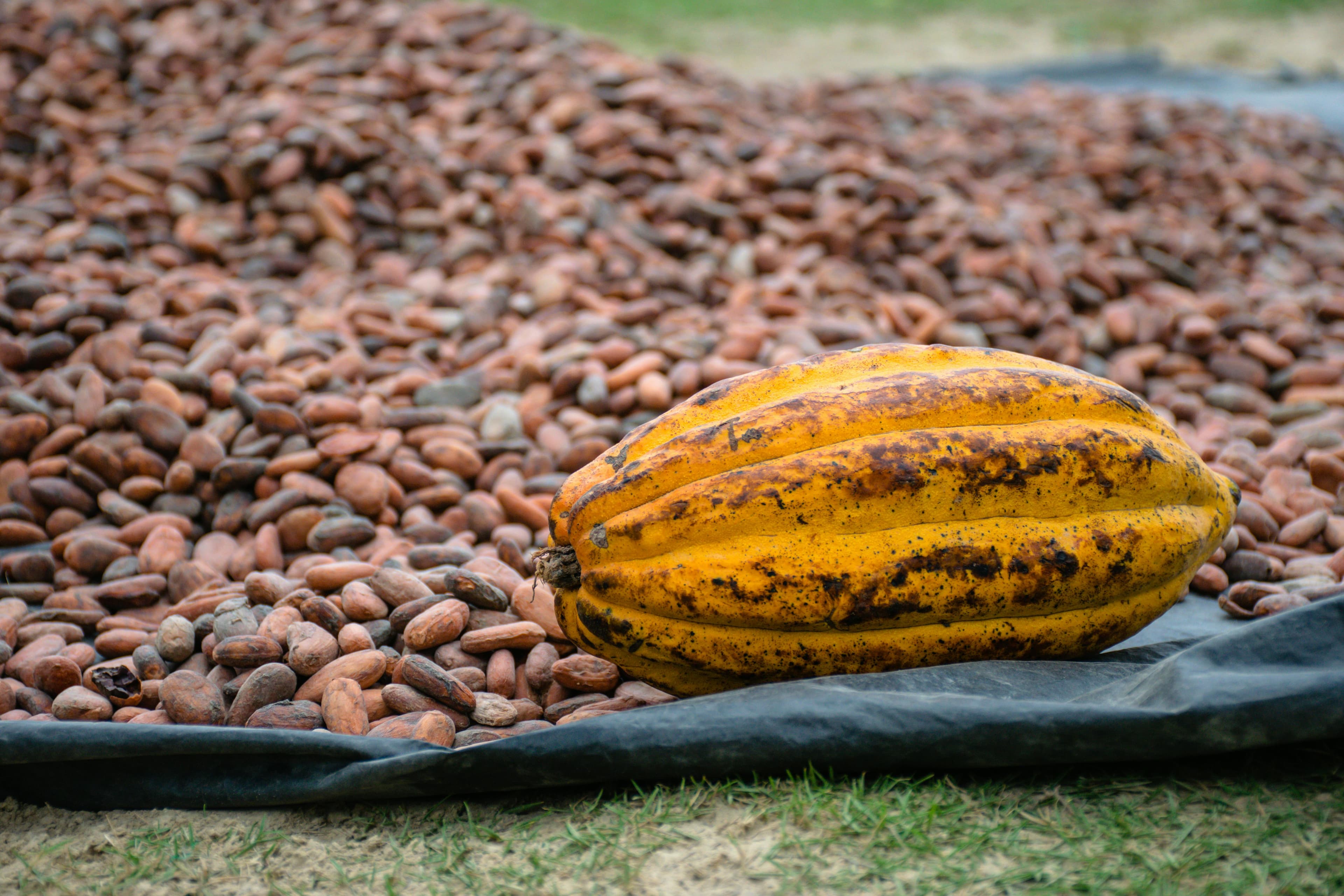 Cacao background